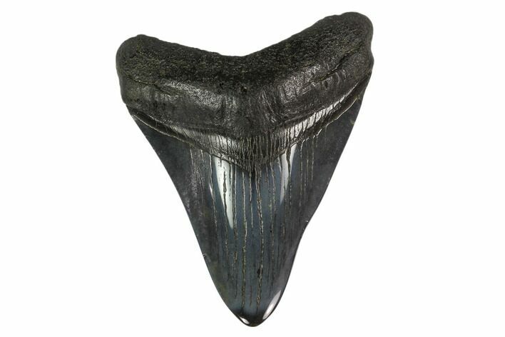 Fossil Megalodon Tooth - Polished Blade #130747